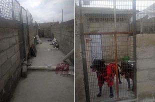 "Imperio perrito" consta de 10 nuevas jaulas, algunas dobles, otras individuales, todas construidas con concreto