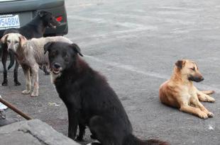 Diversas organizaciones civiles se coordinaron para hacer el llamado “Adopta un Ángel" a la población.