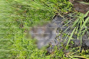 Vecinos de San Pedro Cholula alertaron a las autoridades tras observar un cadáver flotando entre lirios y vegetación acuática.
