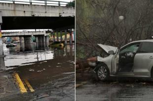 Se registró la caída de un árbol sobre Paseo Tollocan