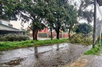 Arboles caidos en Naucalpan