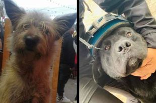 A través de redes sociales reportaron que al menos 15 canes murieron y los restos de los animalitos fueron abandonados.