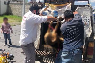 Vecinos del fraccionamiento Galaxias en Toluca denunciaron el envenenamiento de al menos ocho perros