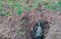 #Almoloya de Juárez: denuncian quema de perros