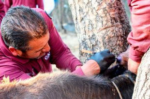La estrategia contempla 155 kilómetros de vigilancia sanitaria para evitar que el Gusano Barrenador del Ganado se extienda a otras regiones del Edoméx.