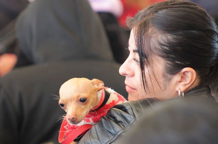 Sanciones alcanzan hasta 35 mil pesos y contemplan arrestos por condiciones inadecuadas