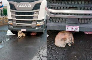 Perrito niega dejar a su dueño atropellado