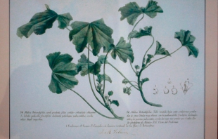 Descubre "La flora en el Valle de México" de José María Velasco