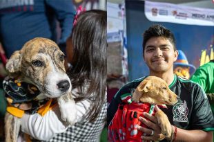 La iniciativa estatal se acerca a las 200 adopciones de perros rescatados.