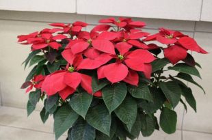 El 94% de la generación de nuevas variedades fue por la investigación sobre la flor.