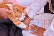 El registro será gratuito y requisito para acceder a campañas de salud; reconoce a mascotas como parte de la familia.