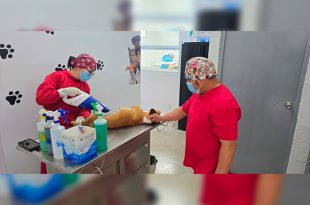El Centro de Control y Bienestar Animal mantendrá activos los servicios gratuitos de esterilización y vacunación durante las vacaciones de verano.