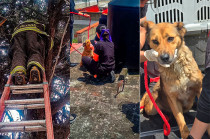 Ninguno de los animales presentó lesiones y todos fueron trasladados para su resguardo y valoración.